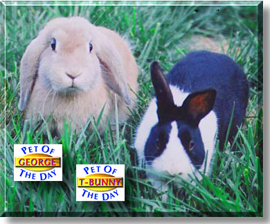 George and T-Bunny, the Pet of the Day
