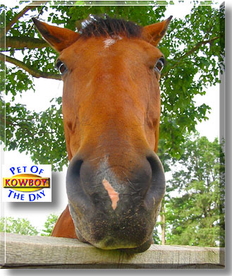 Kowboy, the Pet of the Day