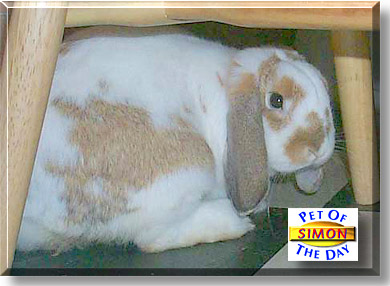 Simon, the Pet of the Day