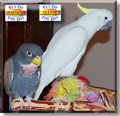 Spartacus, Idefix, the Pet of the Day
