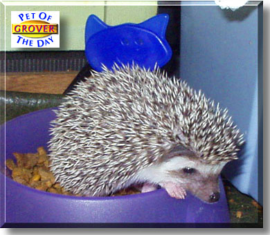 Grover, the Pet of the Day