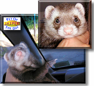 Jasper, the Pet of the Day