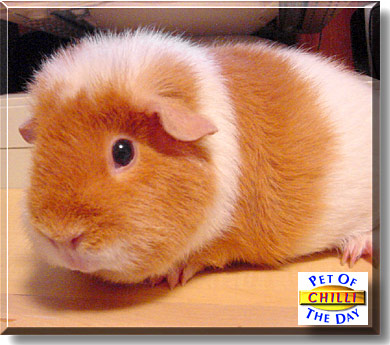 Chili, the Pet of the Day