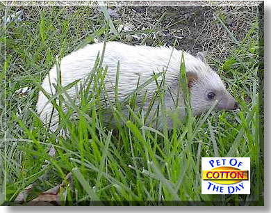 Cotton, the Pet of the Day
