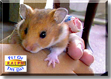Ralph, the Pet of the Day