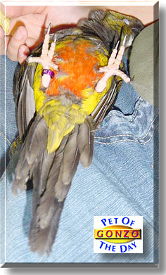 Gonzo, the Pet of the Day