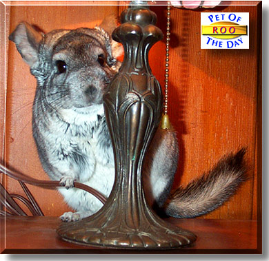 Roo, the Pet of the Day