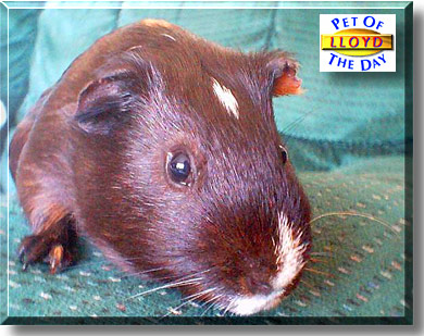 Lloyd, the Pet of the Day