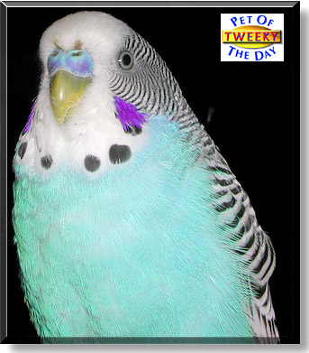 Tweeky, the Pet of the Day