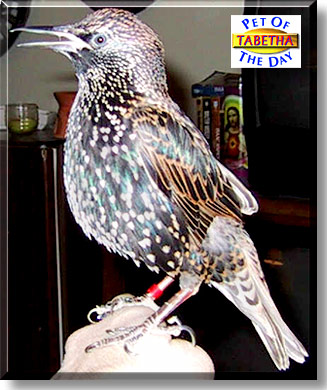 Tabetha, the Pet of the Day