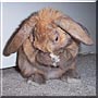 CinnaBun the Holland Lop Rabbit