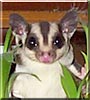 Snickers the Sugar Glider