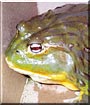 Fork the Giant African Bullfrog