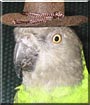 Henri the Senegal Parrot