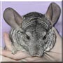 Junior the Chinchilla