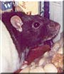 Sheila Rae the Black Hooded Rat