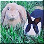 George, T Bunny the Dwarf Lop, Dutch