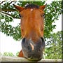 Kowboy the Thoroughbred, Quarter Horse