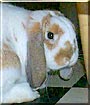 Simon the Mini lop Rabbit