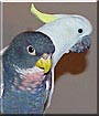Spartacus, Idefix the Cockatoo