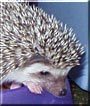 Grover the African Hedgehog