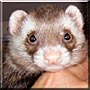 Jasper the Sable Ferret