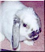 Phatty the Holland Lop Rabbit