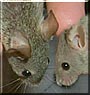 Taddy, Dutchess the Mouse