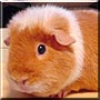 Chili the Guinea Pig
