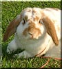 Pig Pig the Lop Rabbit