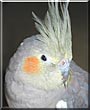 Betty the Cockatiel