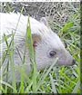 Cotton the Hedgehog