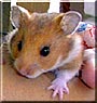 Ralph the Teddy Bear Hamster