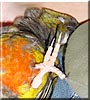 Gonzo the Patagonian Conure