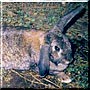Maple Ears the Rabbit
