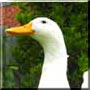 Charlie the Pekin Duck