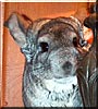 Roo the Chinchilla