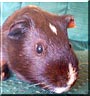 Lloyd the Guinea Pig