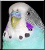Tweeky the Parakeet