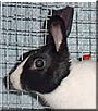 Carling the Dutch Rabbit