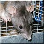 Skittles the Blue Rex Rat