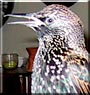 Tabetha the European Starling