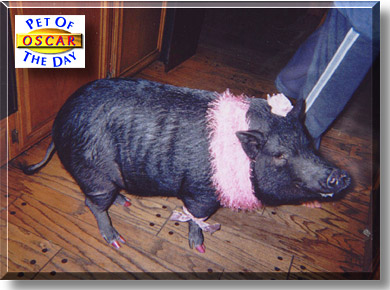 Oscar, the Pet of the Day