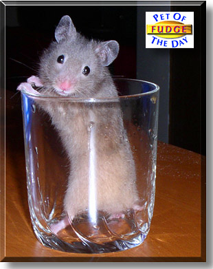 Fudge, the Pet of the Day