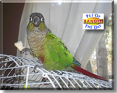 Bandit, the Pet of the Day