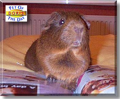 Doris, the Pet of the Day