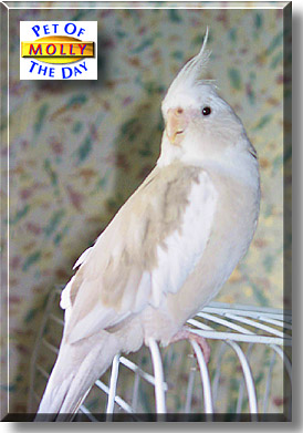 Molly, the Pet of the Day