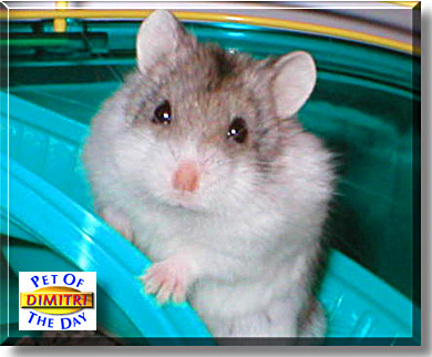 Dimitri, the Pet of the Day