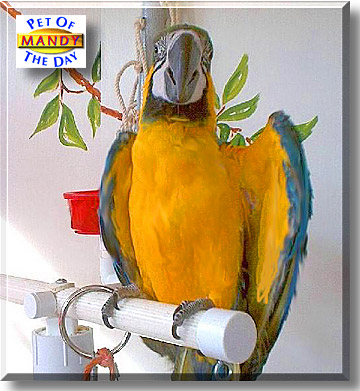Mandy, the Pet of the Day