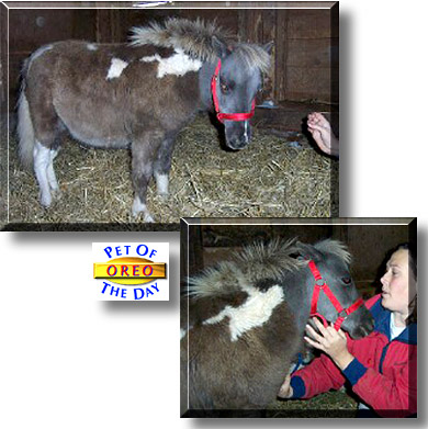 Oreo, the Pet of the Day